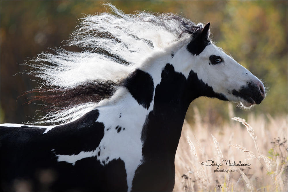 mare name Galaxy, Tinker horse breed